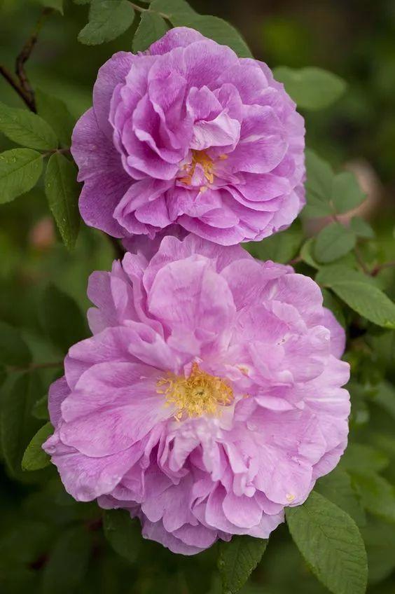 玫瑰月季和月季有区别吗,玫瑰月季如何区别品种图解