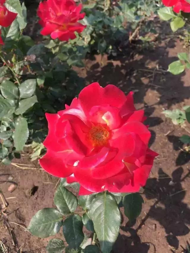 玫瑰月季和月季有区别吗,玫瑰月季如何区别品种图解