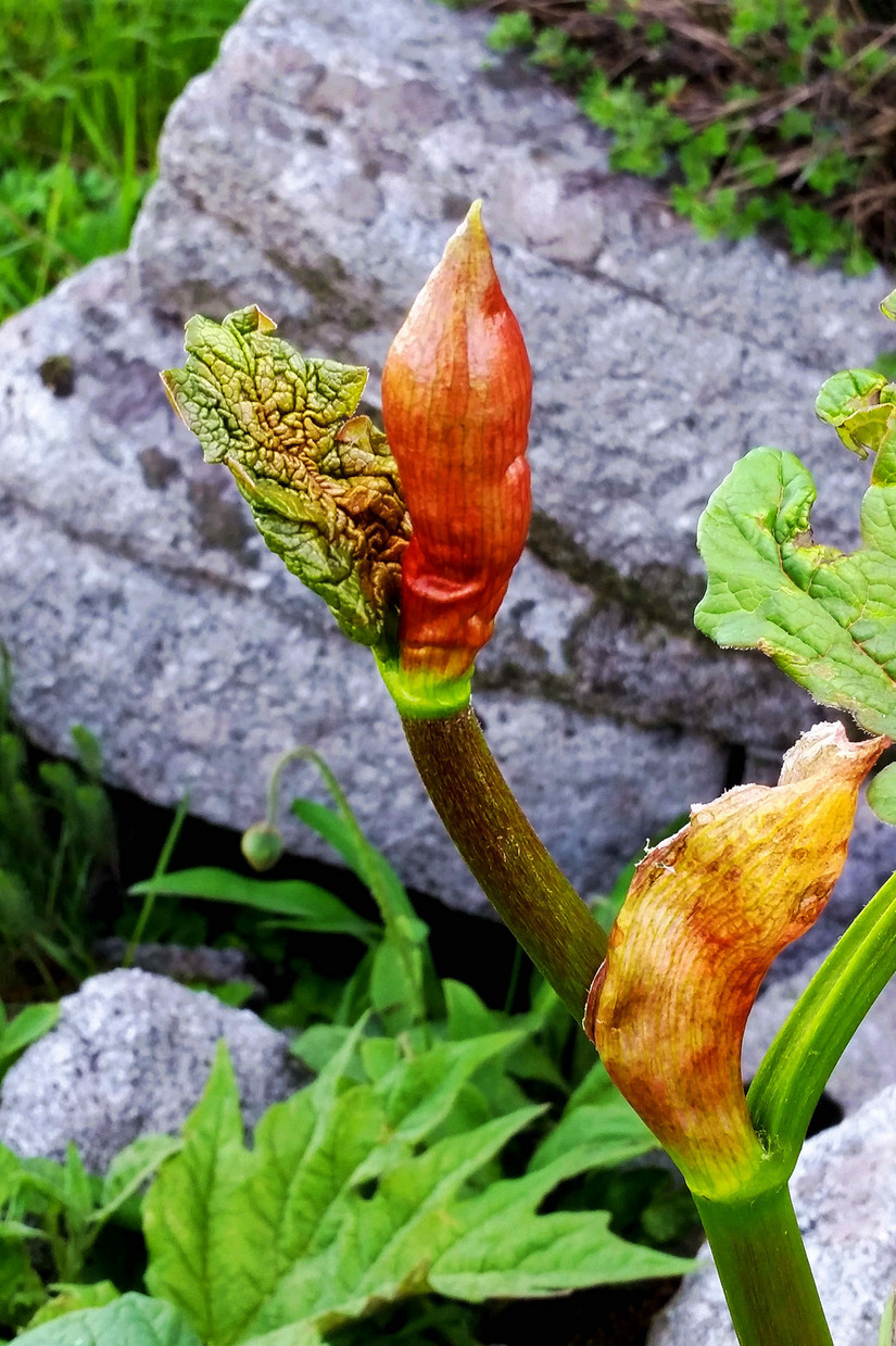 天华山-秦岭梁，又一条风景秀美的一日劲走线路