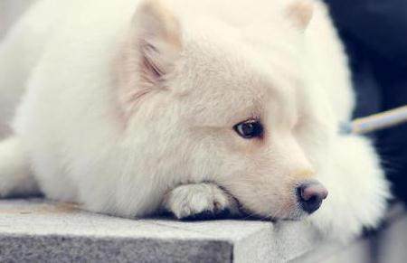 母狗发情期，你准备好应对方法了吗？