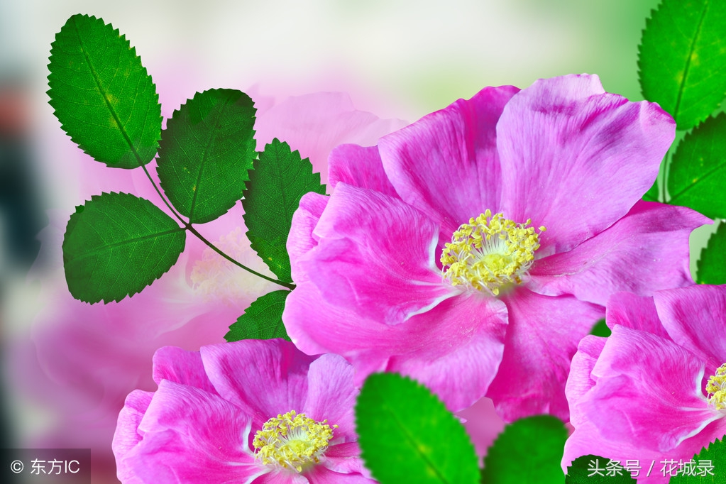 蔷薇月季和玫瑰的区别,月季跟蔷薇跟玫瑰有什么区别