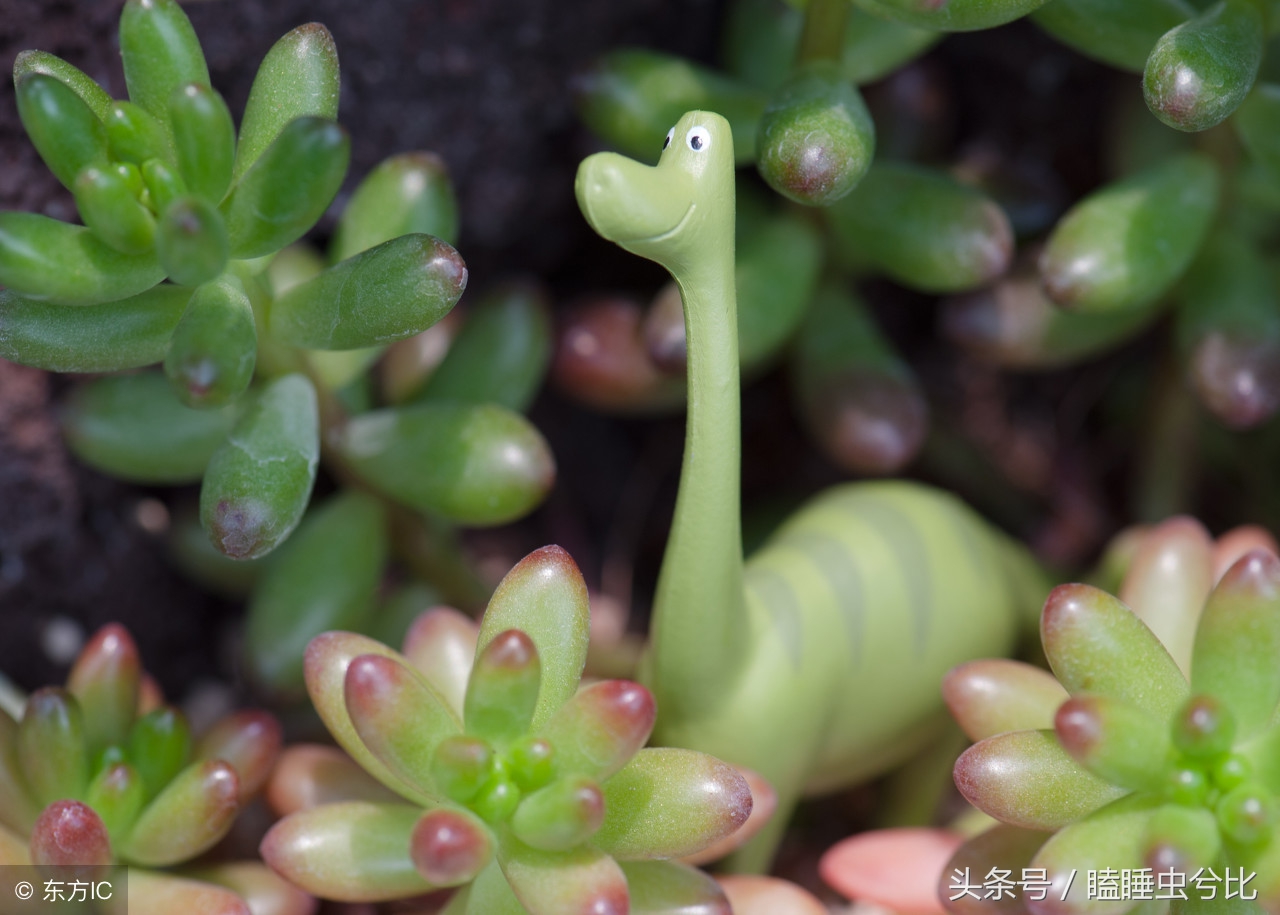 多肉植物白色汁液有毒,紫珍珠多肉植物有毒吗能吃吗