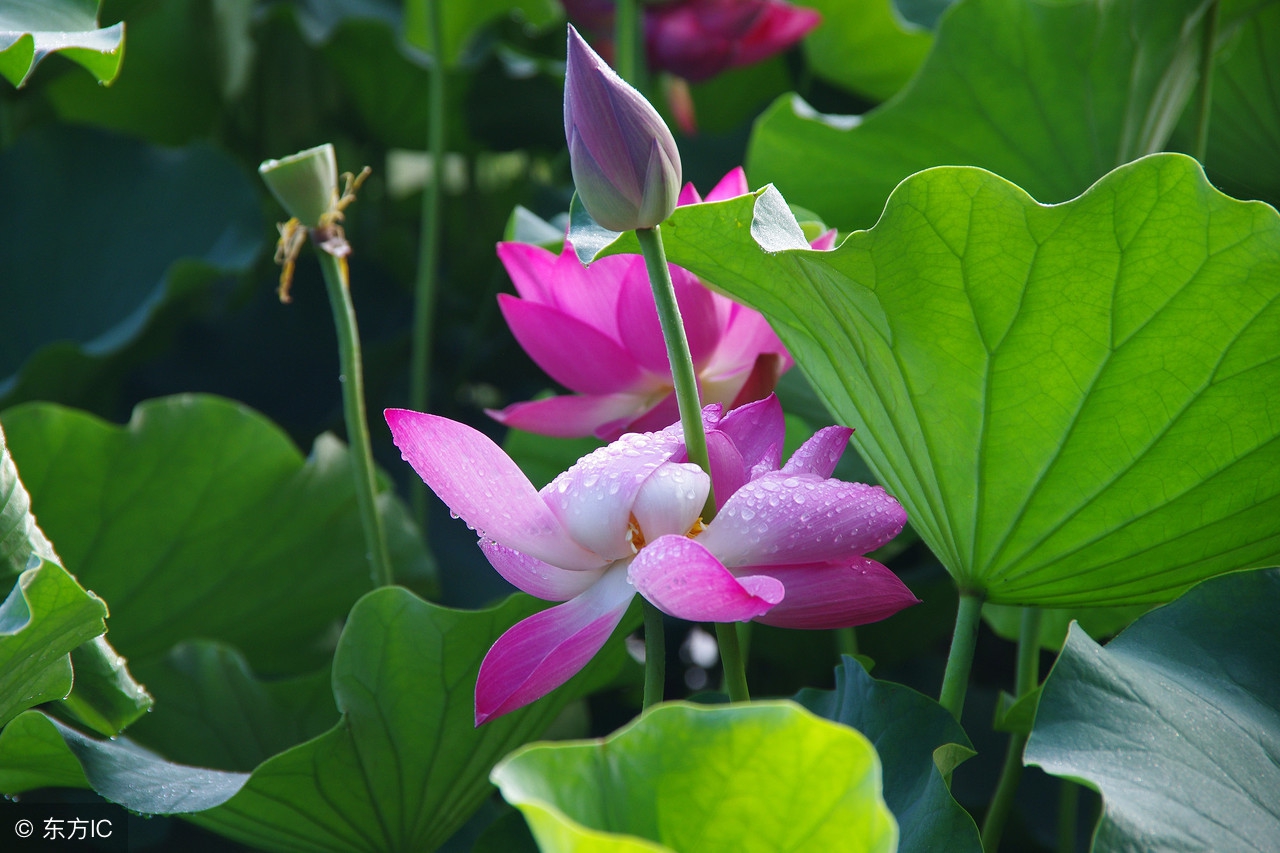 股票出现水漫金山形态是涨还是跌,股票出水芙蓉后市会怎么样走