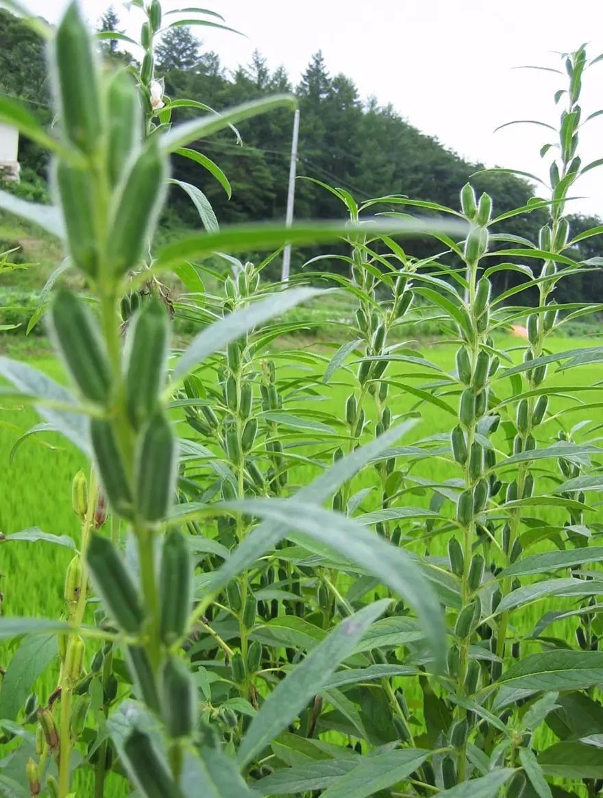 火龙果其实是多肉?猕猴桃开花好乘凉?