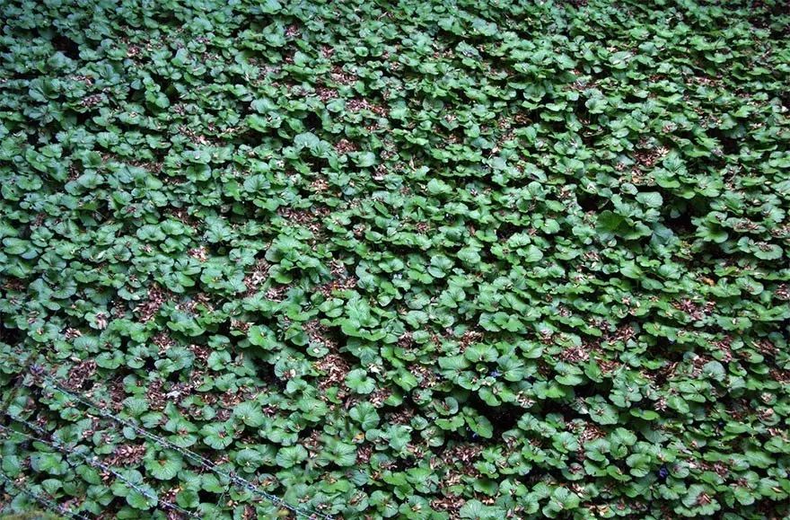 火龙果其实是多肉?猕猴桃开花好乘凉?