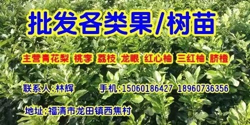 植物图鉴城市常见景观树,路边常见的植物