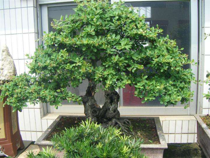 黄杨盆景好养吗怎么养,黄杨盆栽生长得快吗