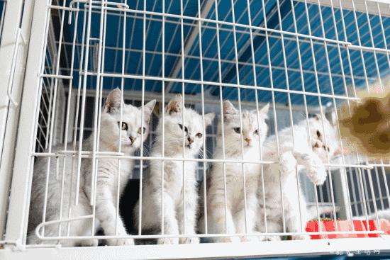 喂！妖妖灵吗？韶关这条巷子内有人聚众吸猫！已经有人沦陷了……