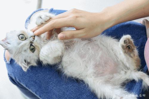 共享吸猫啦！藏身市区小巷内的这家撸猫馆，开门那刻，心就融化了