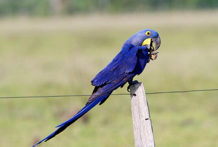 紫蓝金刚鹦鹉——最贵的观赏鸟