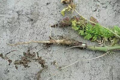 红色胡萝卜和橙色胡萝卜的区别,胡萝卜是橙色的胡萝卜吗