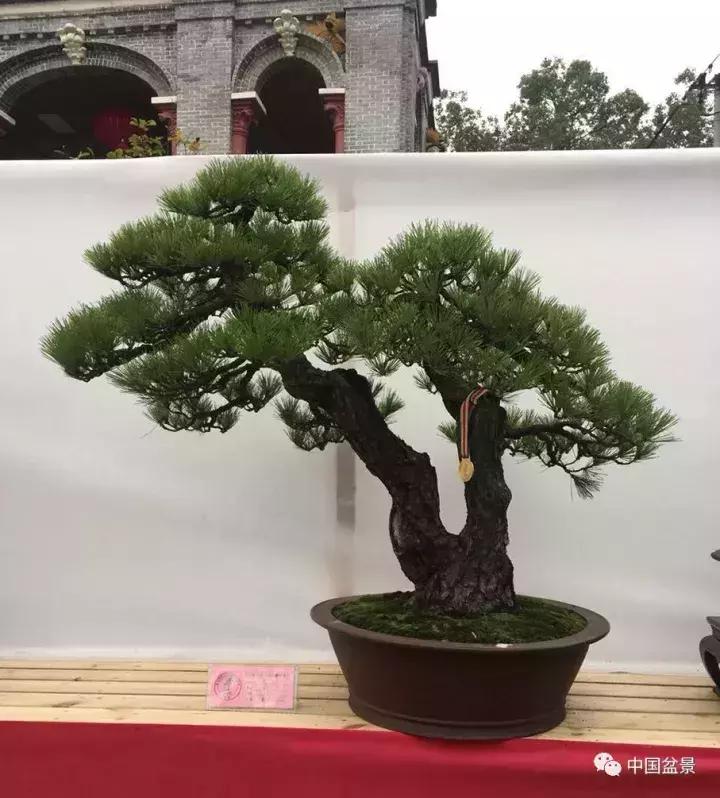 一本双杆式映山红盆景,一本双杆黄杨盆景制作全过程