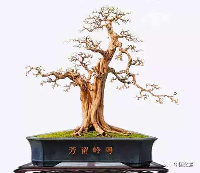 一本双杆式映山红盆景,一本双杆黄杨盆景制作全过程