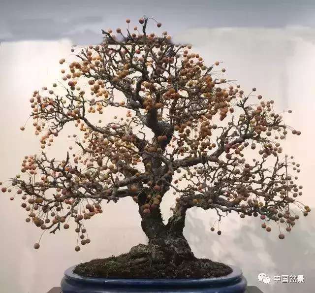 一本双杆式映山红盆景,一本双杆黄杨盆景制作全过程