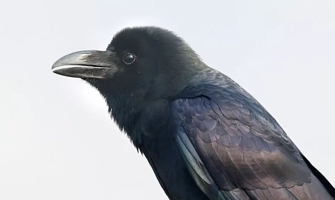 鸟与豚，高智商动物群像