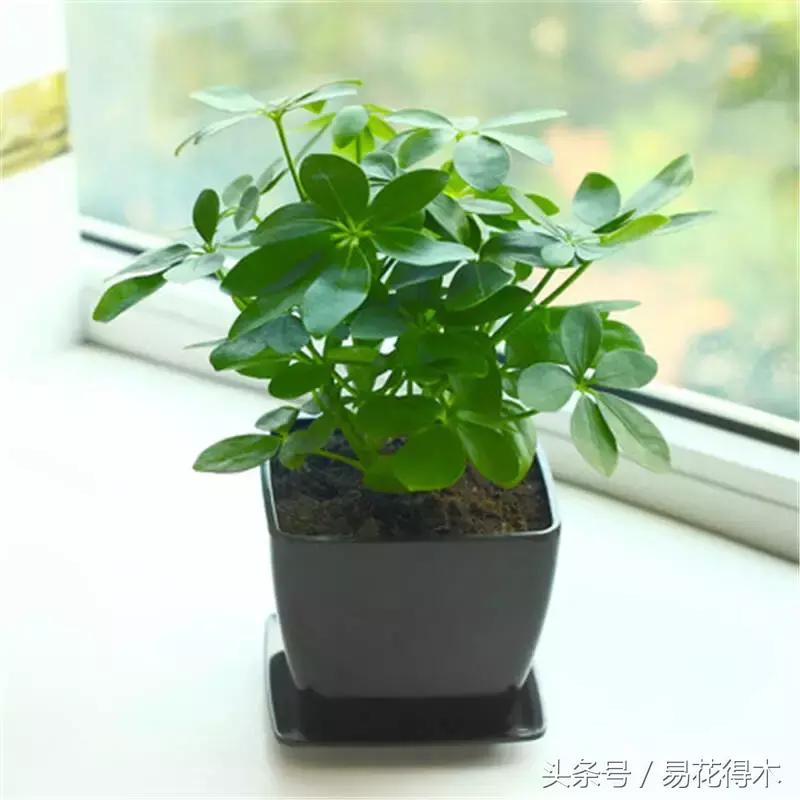 鹅掌柴种植与养护知识,鹅掌柴和鸭脚木的区别