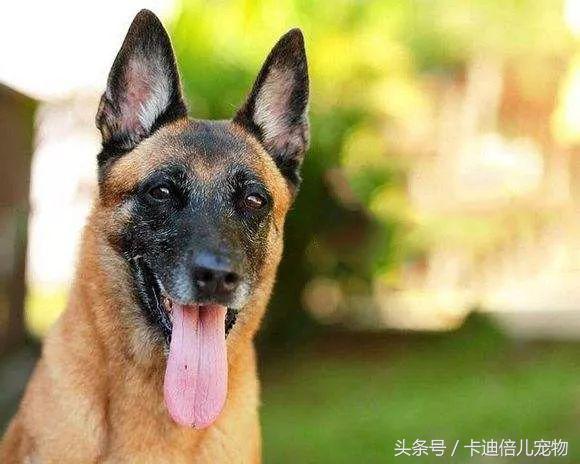 最好护卫犬马犬,各国最受欢迎的犬种