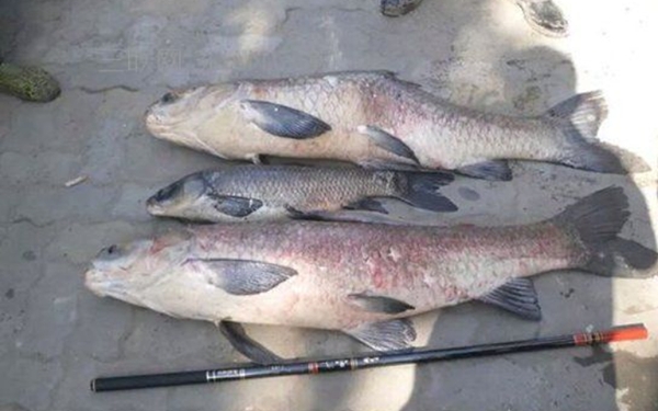 讲一下青鱼怎么钓最好,钓老青鱼怎么钓最好呢