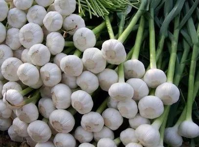 个别产区大蒜价格走低农业农村部:引导措施应前置