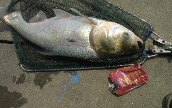 天一热，据说鲢鳙鱼最好钓，可十有八九你不知道这些秘诀