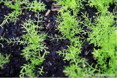 澳大利亚知名保健品品牌,澳大利亚知名化妆品