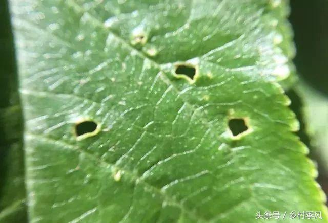 果树细菌性穿孔病防治方法,果树种植存在问题