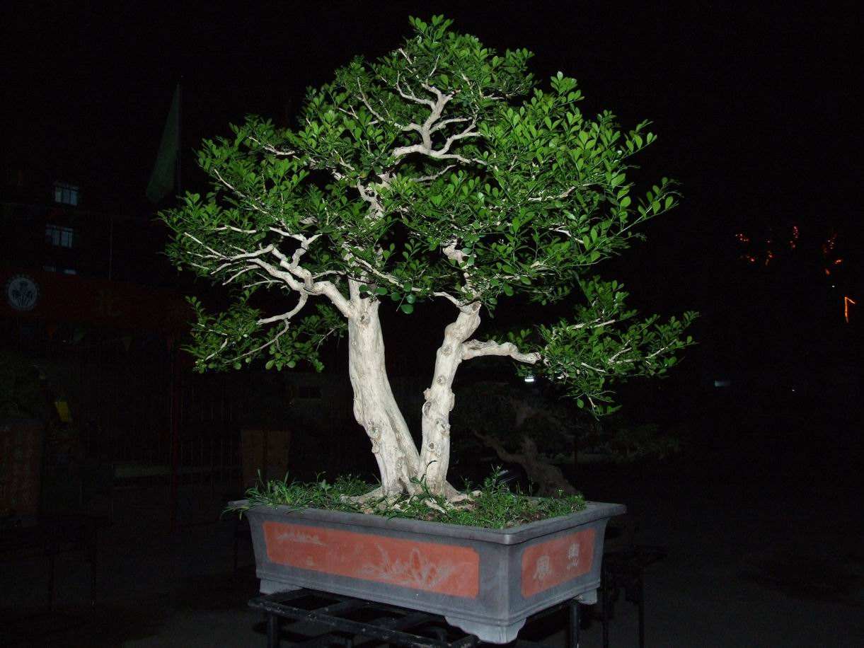 九里香盆景开花可以养在家里吗,九里香盆景和福建茶盆景的区别