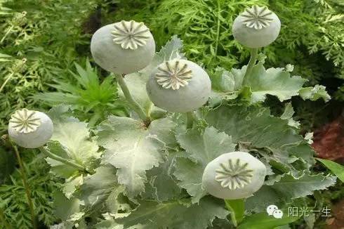 检测吸毒是阴性还是阳性,检测吸毒最长可以查多久前的