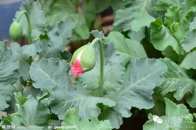 检测吸毒是阴性还是阳性,检测吸毒最长可以查多久前的