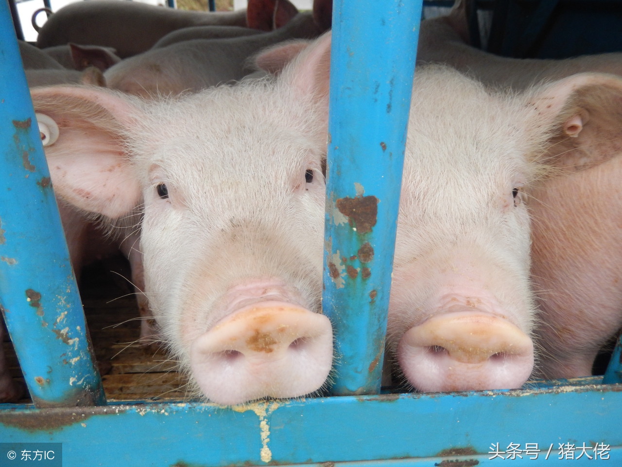 育肥猪打架打什么针,育肥猪打架怎么补救