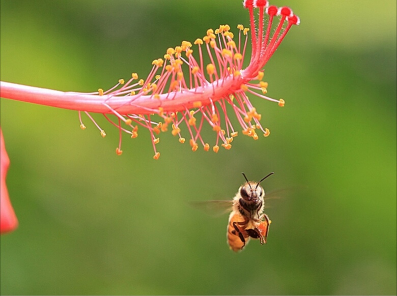赞美小蜜蜂的诗句,赞美勤劳的小蜜蜂诗词