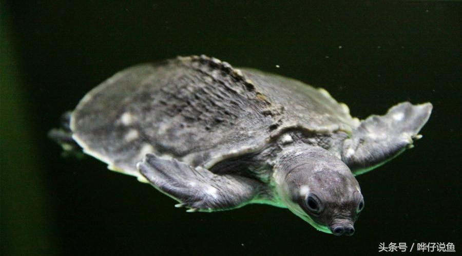 在鱼缸里养猪鼻龟,在鱼缸里面养的猪鼻龟