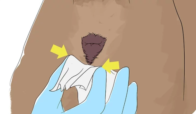 「每日一答」如何疏通狗狗的肛门腺？｜夏日篇