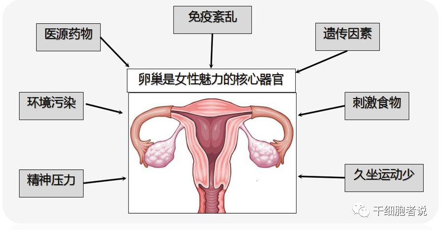 干细胞治疗卵巢早衰需要几针,干细胞如何改善卵巢早衰