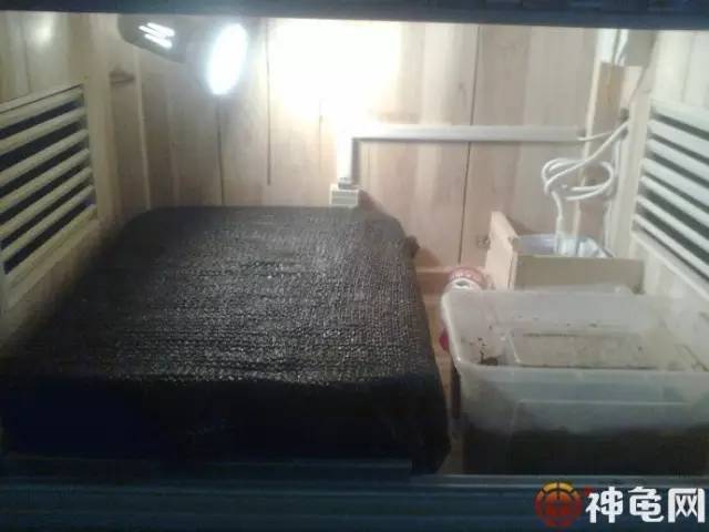 孵化龟苗需要注意什么细节,孵化龟苗最晚几月份出壳