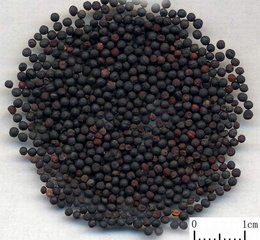 易读错中药名看看你认识几种,16种中药命名