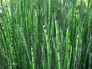 易读错中药名看看你认识几种,这些高雅中药名的真面目你知道吗