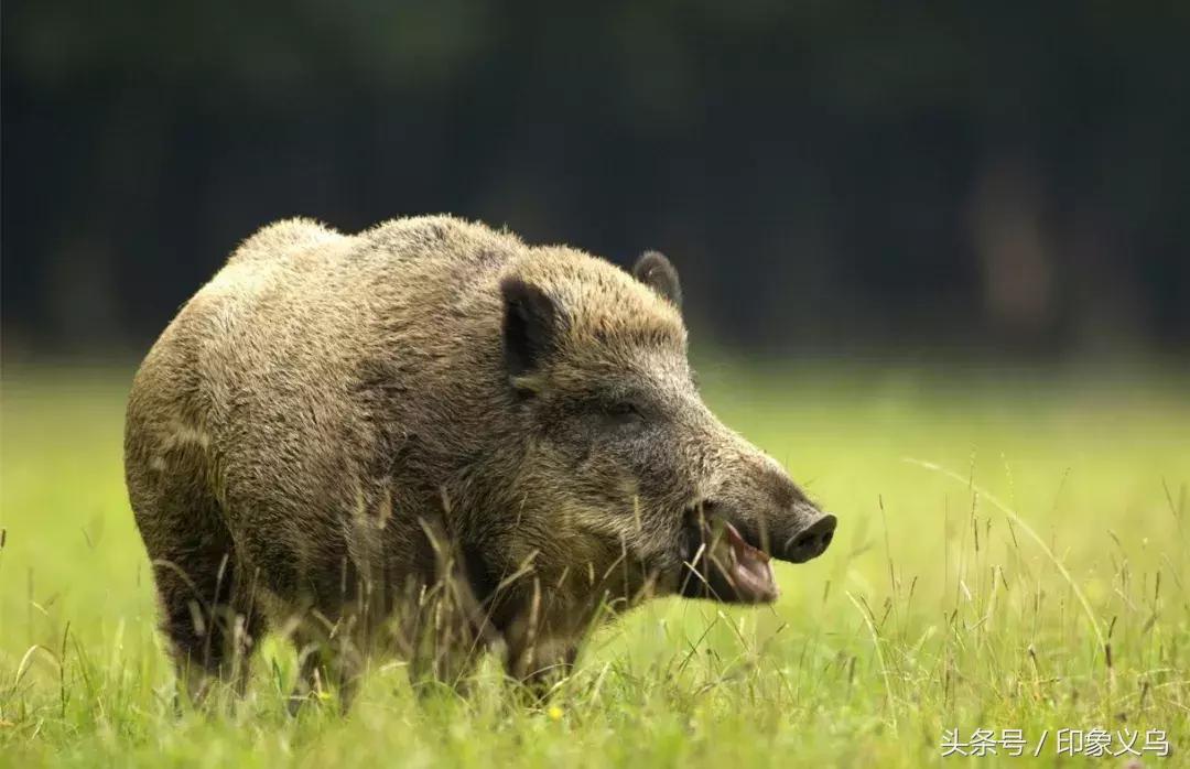 回忆录的日子,记录那些年打猎的日子