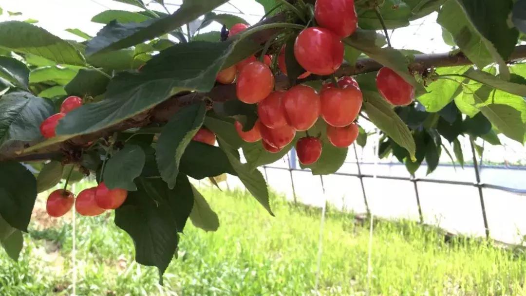 车厘子在国内何时上市,车厘子浙江种出来会结果吗
