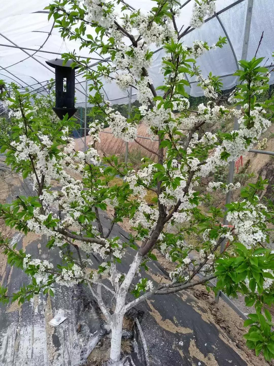 车厘子在国内何时上市,车厘子浙江种出来会结果吗