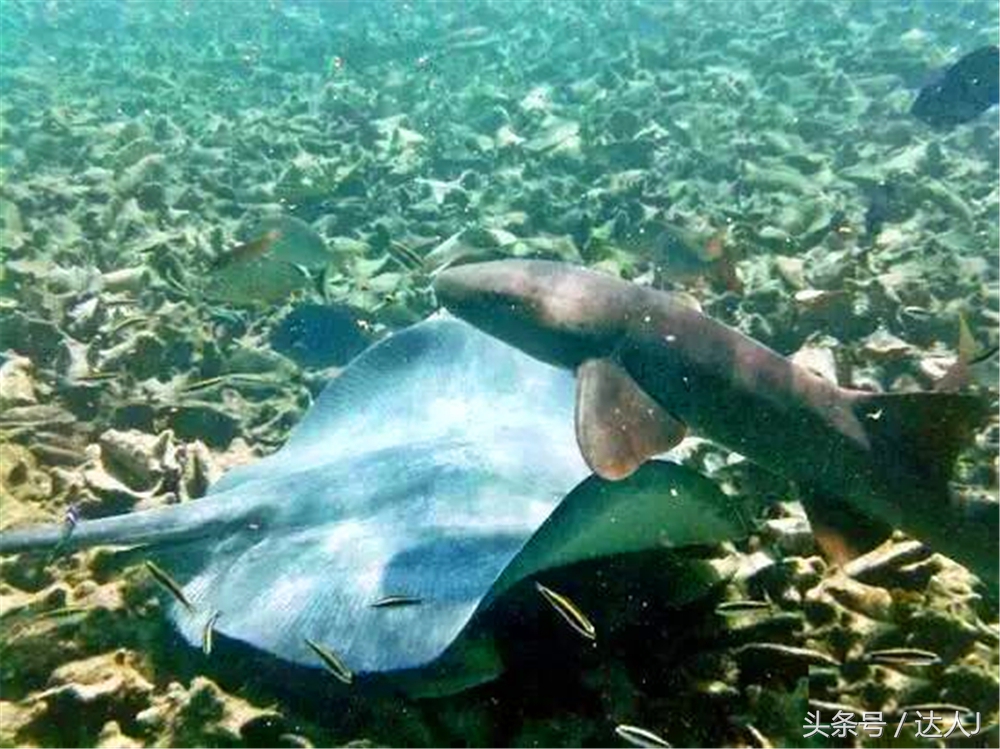 伯利兹大蓝洞好看吗,伯利兹大蓝洞有多深