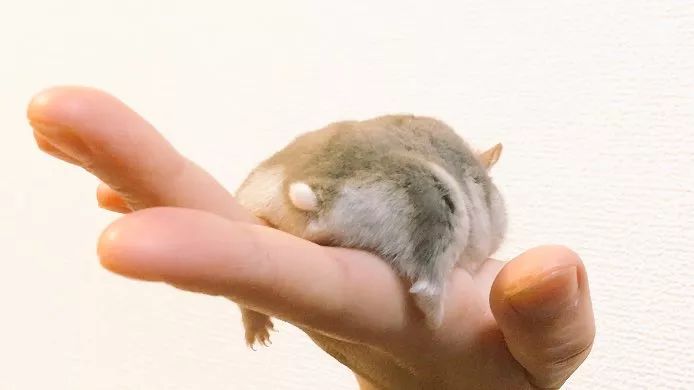 最可爱的仓鼠直接萌化了心,盘点那些白白胖胖的可爱小仓鼠