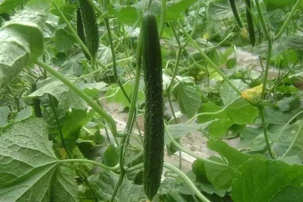 都叫芸苔素内酯，为什么差别那么大？应该正确认识！