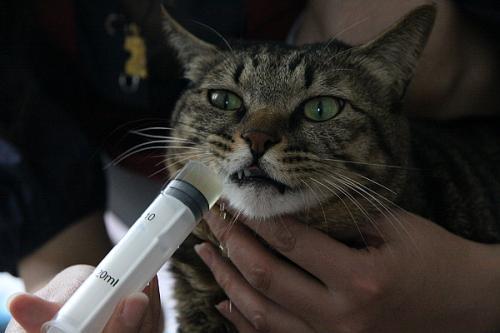 猫咪没精神不想动喜欢趴着,猫咪不爱喝水怎么办