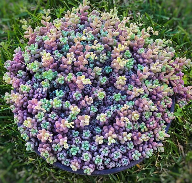 养肉注意事项及养殖方法,蚧壳虫最好的解决方法