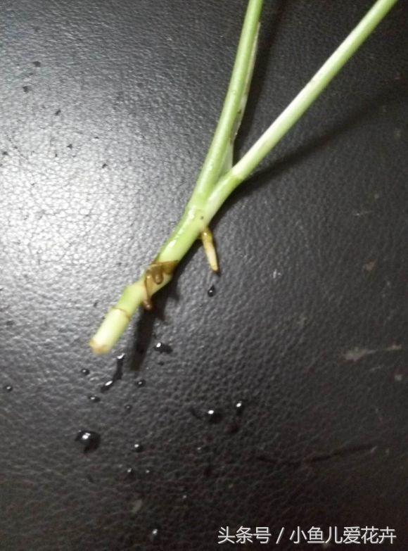 水培绿萝怎么养才能更旺盛不黄叶,水培绿萝怎么养才能更旺盛小妙招