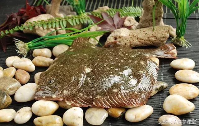 清蒸多宝鱼好吃还是鲈鱼好,清蒸多宝鱼一看就懂美味如此简单