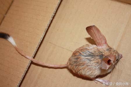 五大“牢底坐穿兽”谁见过三个我吃翔！专家：看到它们赶紧跑！