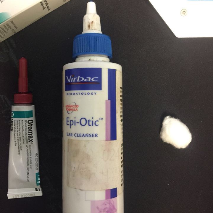 斯芬克斯无毛猫的日常护理与清洁