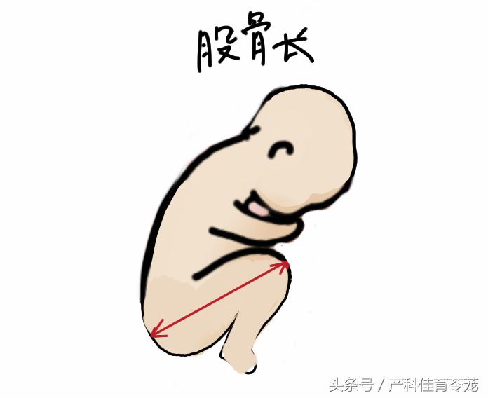 孕期B超数据准确吗,b超医生说的数字